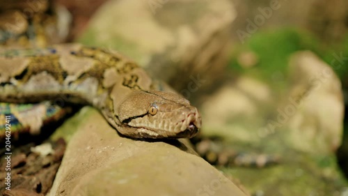 Macro view of a brown patterned python resting on light-colored rocks with its head in the lower-right foreground. Detailed scales, eye and nostril are