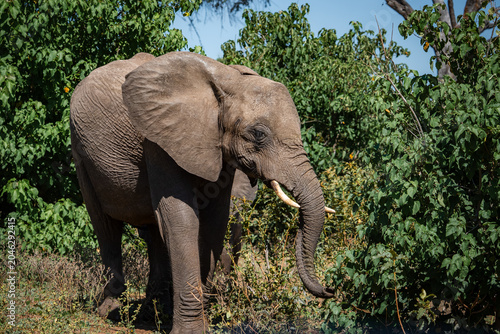 Photos An African elephant stands in Chobe National Park, Botswana, near Zimbabwe, side lit at midday, foraging in riverine brush with wrinkled hide and curved tusks
