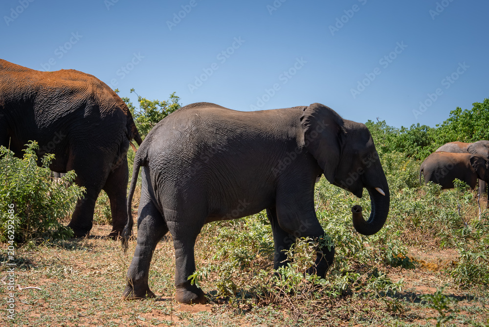 Fototapeta premium A juvenile elephant steps mid stride as adults frame the edges in Chobe National Park, Botswana. Dry scrub, thorny bushveld, and noon light cast crisp shadows.