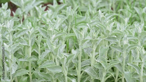 Tight foreground view of a dense patch of pale green, fuzzy-leaved groundcover plants. Soft natural light emphasizes silvery leaf texture and scattered water