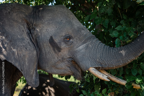 Quadro su tela An African elephant feeds beneath leafy branches in Chobe National Park, Botswana