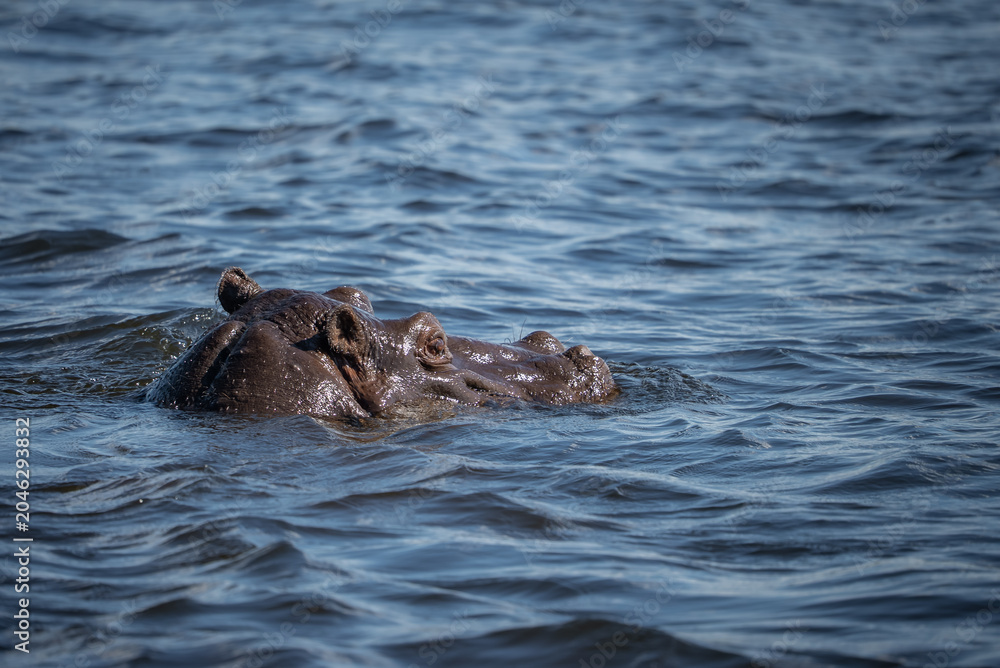 Fototapeta premium A hippo surfaces in Chobe River, Botswana, near the Zimbabwe border, eyes, ears, and nostrils above water, cool light and low perspective show rippling waves.