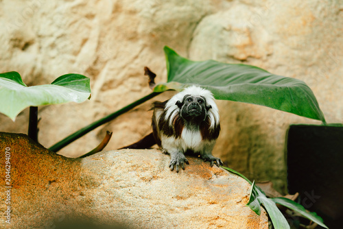 Small cotton-top tamarin monkey sitting on a sunlit rock surrounded by large green tropical leaves and a textured stone background. The primate faces forward