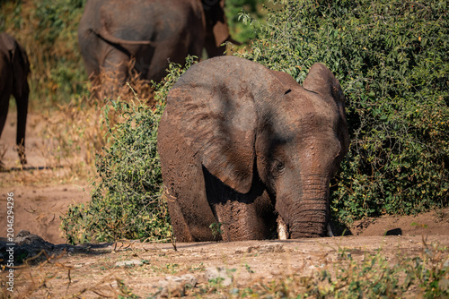 Tableau sur toile Young African elephant calf, caked in drying mud, steps onto a sandy track in Chobe National Park, Botswana, late afternoon light, herd members blurred behind