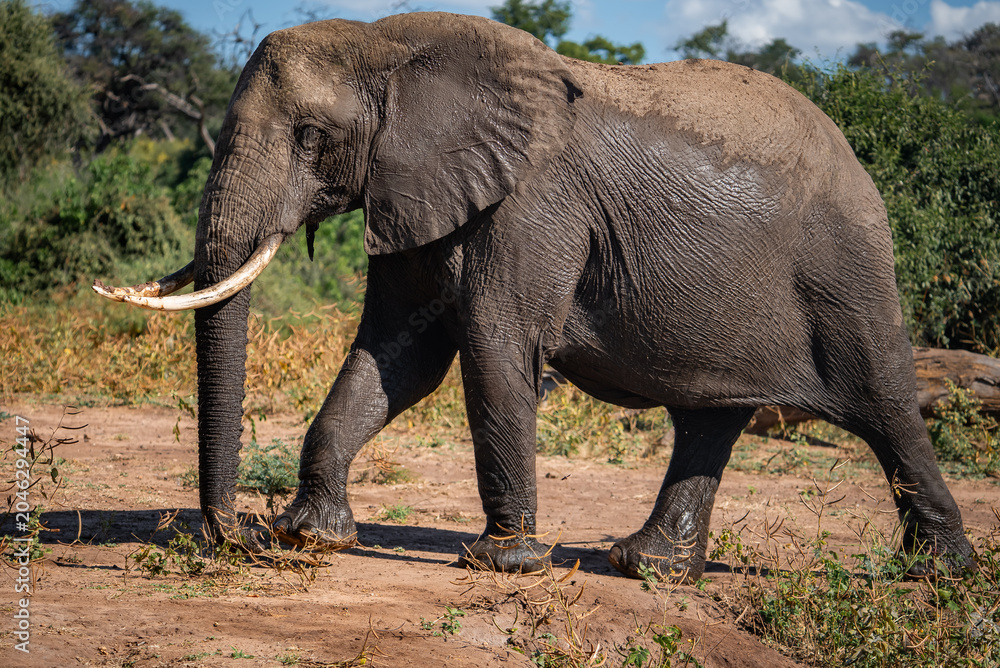 Fototapeta premium An African elephant strides on a sunlit sandy riverbank in Chobe National Park, Botswana, showing long curved tusks, wrinkled gray hide, and dust on its back.
