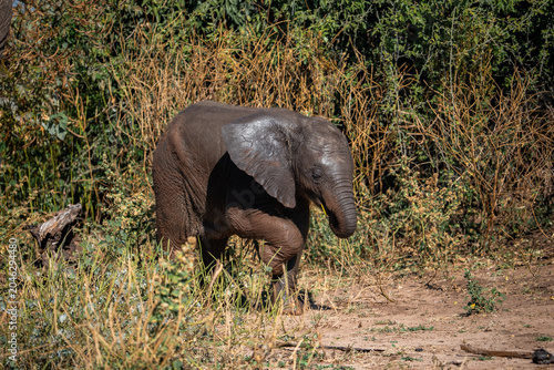 A young African elephant calf stands in side light on a sandy path in Chobe National Park, Botswana, near mopane shrubs and dry grass, its wet wrinkled skin glistening.