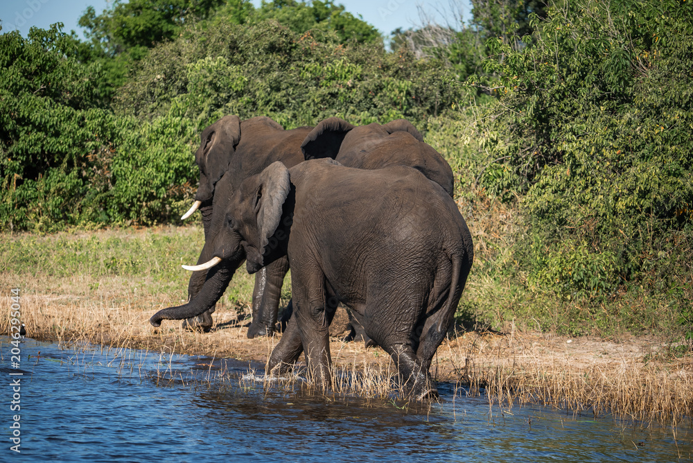 Obraz premium Two African elephants with curved ivory tusks wade into the Chobe River in Botswana. Midday light shows mud on skin and ripples as the leader lifts a foreleg.