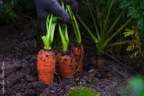 Принти на полотні Worker uprooting juicy homegrown carrots close up, gardener harvesting organic c