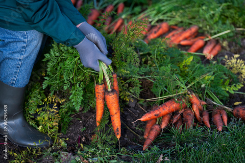 Billede på lærred Worker uprooting juicy homegrown carrots close up, gardener harvesting organic c