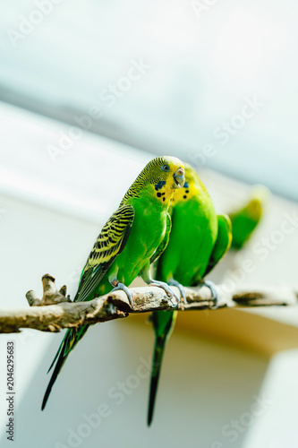 A row of vibrant green budgerigars with yellow faces and black striped wing markings perched closely together on a natural wooden branch. Soft, diffused