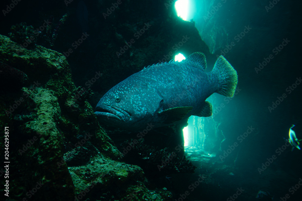 Fototapeta premium A large grouper fish glides near rocky reef walls inside an underwater cave with shafts of turquoise sunlight filtering through openings. The scene shows