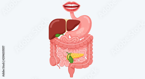 Foto Human Digestive System Anatomy Illustration
