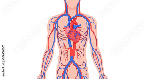 Bild auf Leinwand Illustration of the human circulatory system with heart and blood vessels