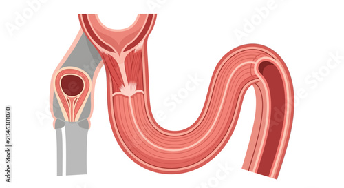 Foto Anatomical illustration of the sigmoid flexure in the male ruminant reproductive