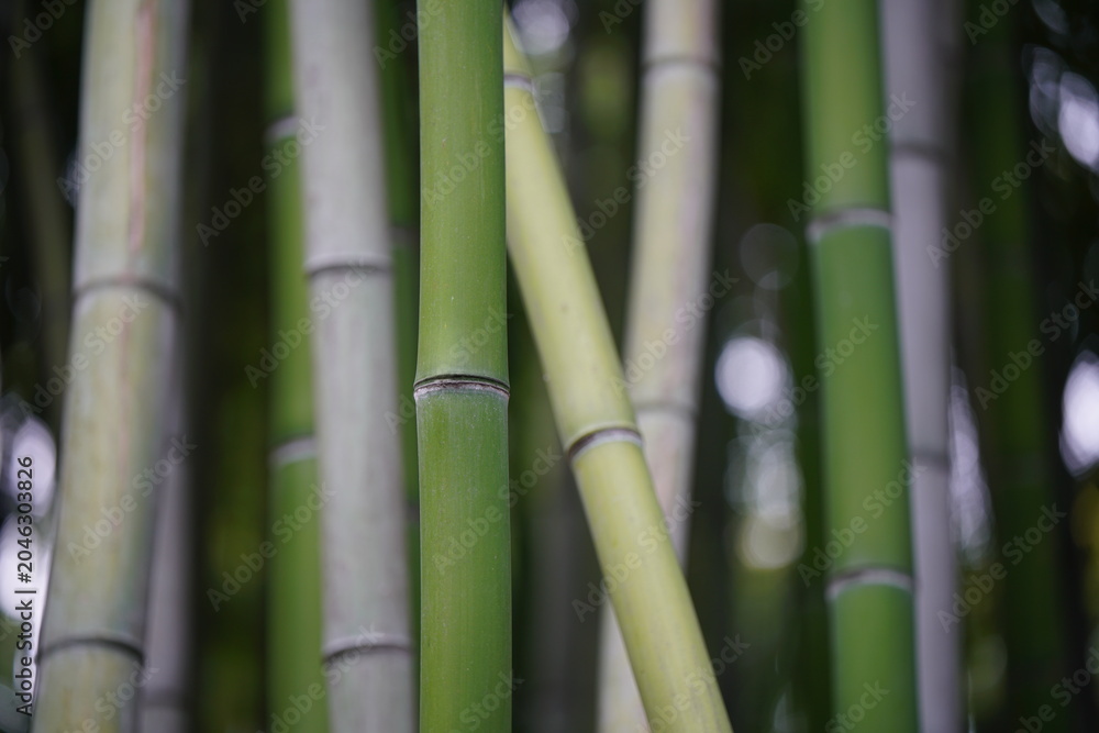 Obraz premium The Stem Details of Chinese Bamboo 