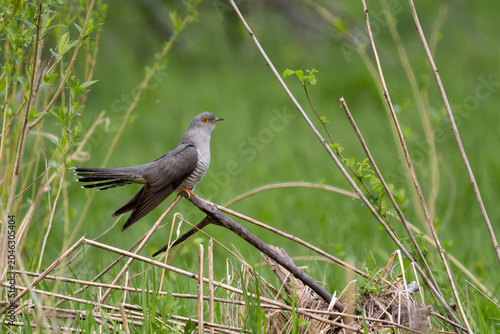 Fotografie Common Cuckoo - Cuculus canorus, beautiful popular forest bird with unique song from European forests and woodlands, Poland