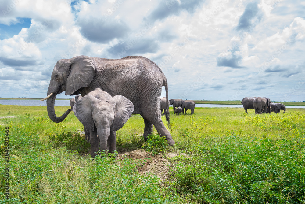 Obraz premium African elephant with a calf at a mud hole Chobe National Park