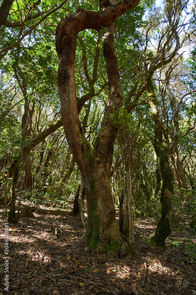 Fototapeta premium Ancient laurisilva trees in Anaga