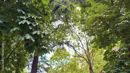Cuadro en lienzo Low angle look up view of lush green deciduous and conifer tree crowns forming a