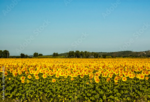 Sunflower Field in Luberon Valley France