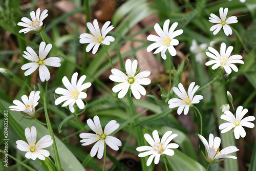 White greater stitchwort wild flowers in a forest in closeup