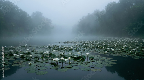 Wild Fragrant Waterlilies Growing In Dense Foggy Wetland