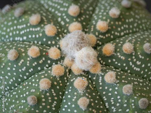 Canvas Print Macro close up of a velvety flower bud on a spineless cactus.