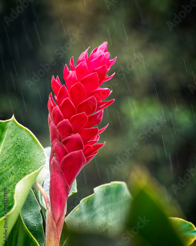 Red Ginger Plant Bloom with Rain in Background