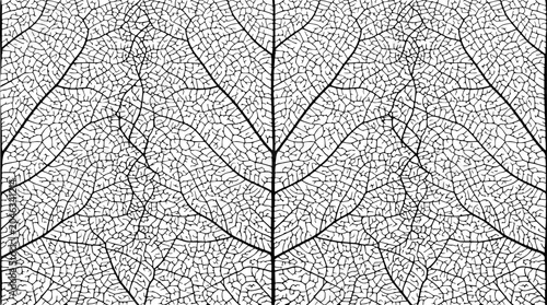 Fotografie Abstract Skeleton Leaf Veins Pattern Black and White Macro Detail