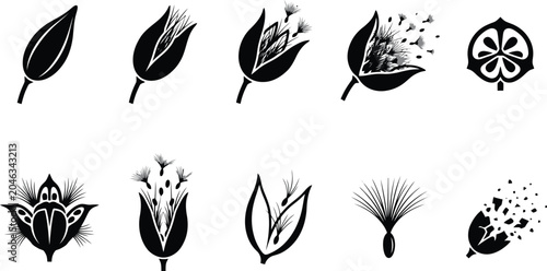 Photos Botanical Illustration Sequence of Flower Bud Opening and Seed Dispersal bloomin