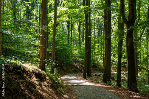Tableau sur toile Scenic cobblestone hiking trail winding through tall beech forest with sunlight filtering through lush green canopy on a bright summer day