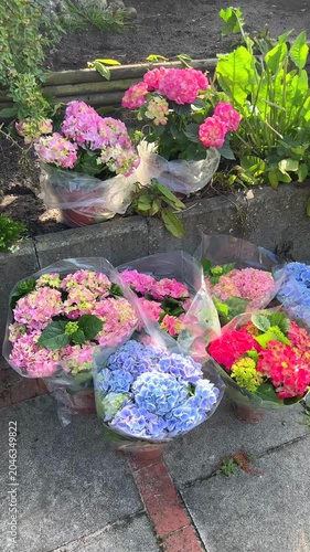 Hydrangea pots for planting in the garden vertical