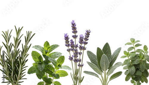 Fresh and aromatic herbs collection of rosemary mint and thyme cut out isolated on white background PNG. AI GENERATED.
