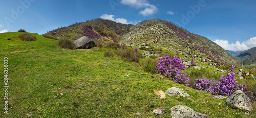 Russia. South of Western Siberia. Blooming maralnik (rhododendron) on the rocks of the Altai Mountains is a grandiose spring festival, which tourists from all over Russia seek to visit.