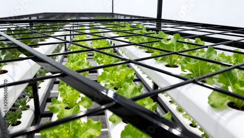 Vertical hydroponic lettuce farm