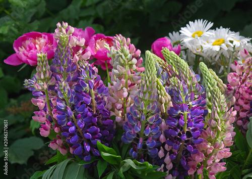 Bright summer flowers of lupine, peonies, and chamomile. Floral summer backgr...