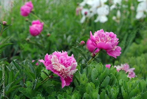 bright colorful pink peonies blooming in the garden