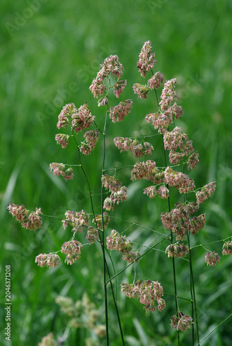 flowering wild grass in the meadow. flowering cereals