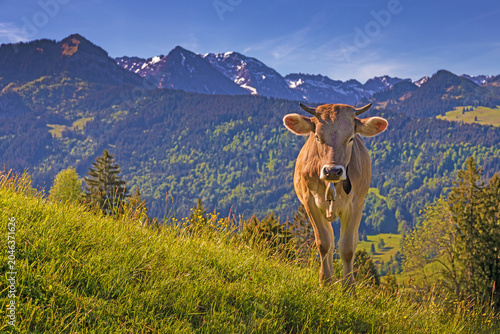 Kuh - Allgäu - niedlich - Alpen - Berge - Oberallgäu - Kälbchen