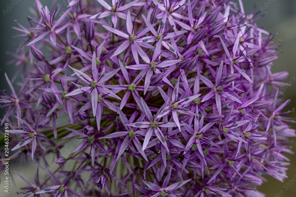 Fototapeta premium Alium