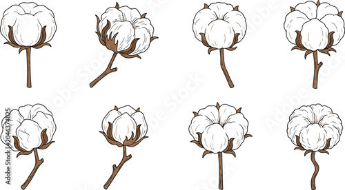 Tableau sur toile Cotton boll illustration with natural white fibers, dried bracts, botanical plan