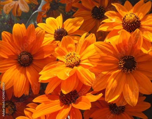 Close-up of numerous, vibrant orange flowers with dark brown centers, capturing bright sunlight on the petals and foliage