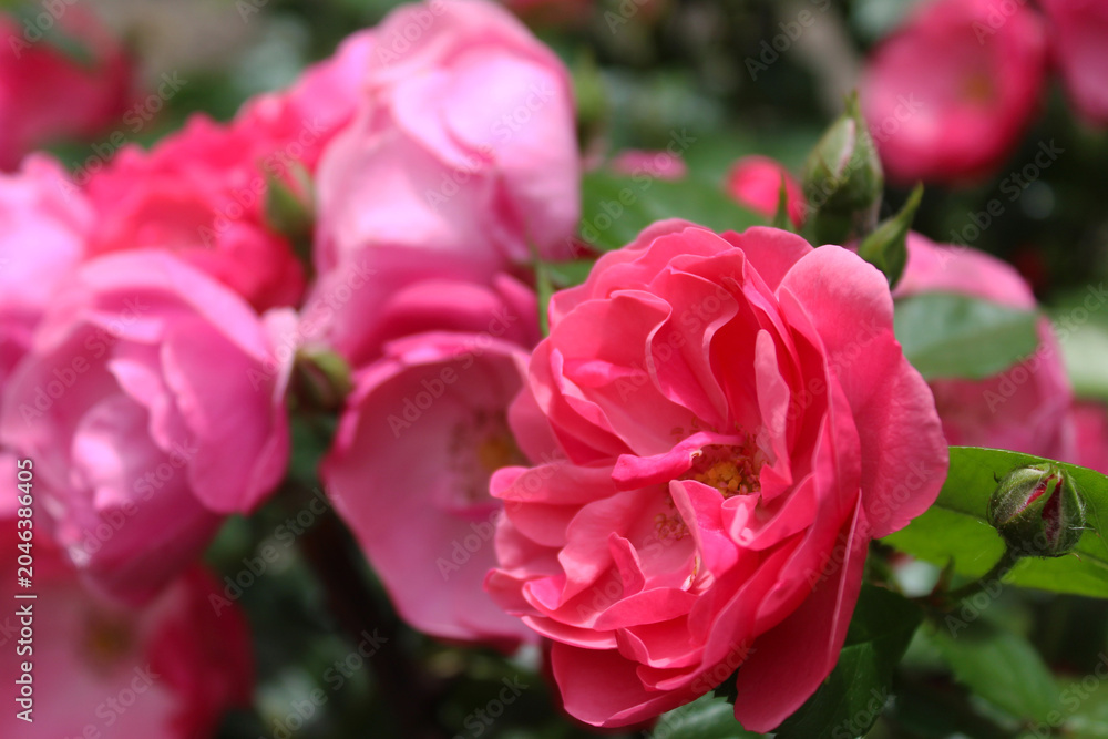 Obraz premium pink roses close-up, beautiful flowers, floral concept background