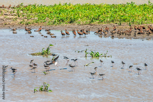 Black Necked Stilts and Black-Bellied Whistling Ducks at a Water Hole in Costa Rica