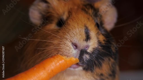 Guinea pig is eats carrots. The rodent's nose, mouth and whiskers are moving.