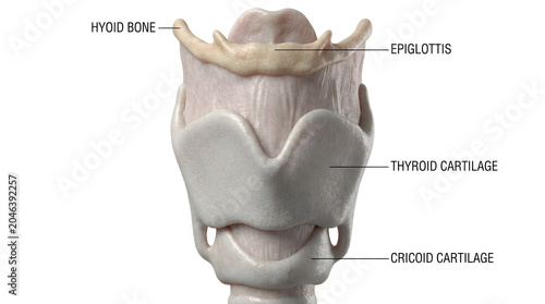 Detailed illustration of the human larynx, including the hyoid bone, epiglottis, cricoid cartilage, and thyroid cartilage, offering an anatomical perspective of the voice box