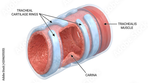 Detailed illustration of the trachea's anatomy, highlighting the tracheal cartilage rings, tracheal muscle, and carina
