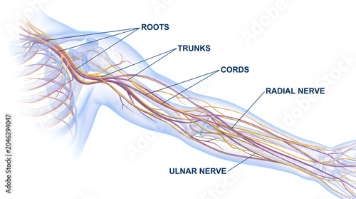 Anatomical illustration of the brachial plexus and major nerves of the human arm including radial and ulnar nerves