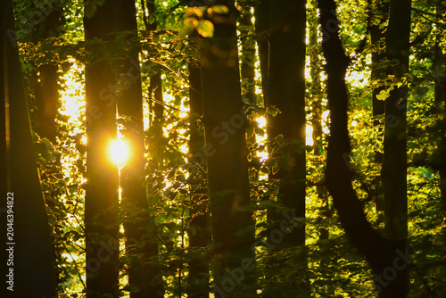 Sonnenuntergang im Wald