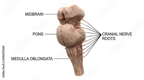 Detailed medical illustration of the human brainstem, highlighting the midbrain, pons, and medulla oblongata with cranial nerve roots